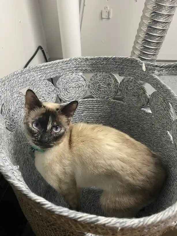 A siamese cat with dark facial markings and blue eyes sits calmly inside a grey woven basket, looking directly at the…