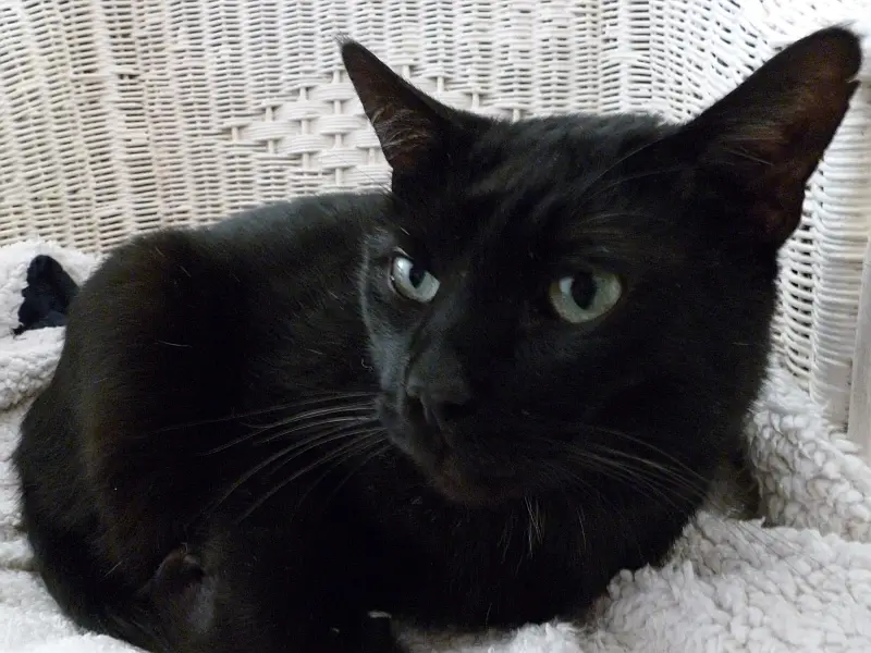 a black cat with striking green eyes lies on a white fluffy blanket against a white wicker background, looking directly at…