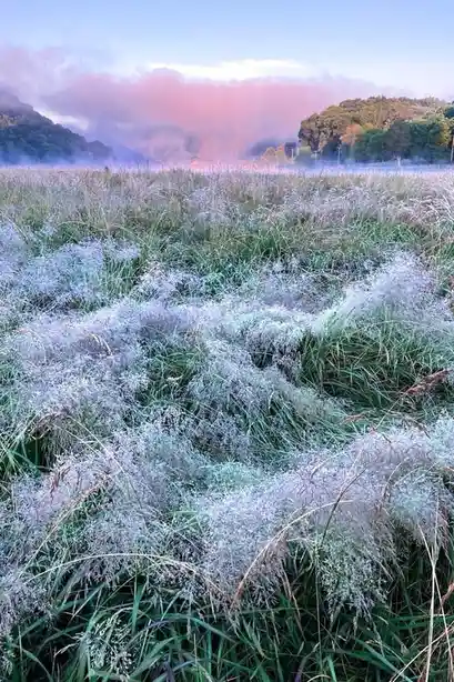 A serene landscape photo of tall grasses covered in frost under a soft pink and blue sky at dawn or dusk, with distant trees…