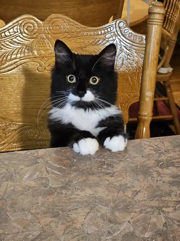 A black and white cat with wide, startled eyes sits upright on a wooden chair at a patterned table, looking directly at the…
