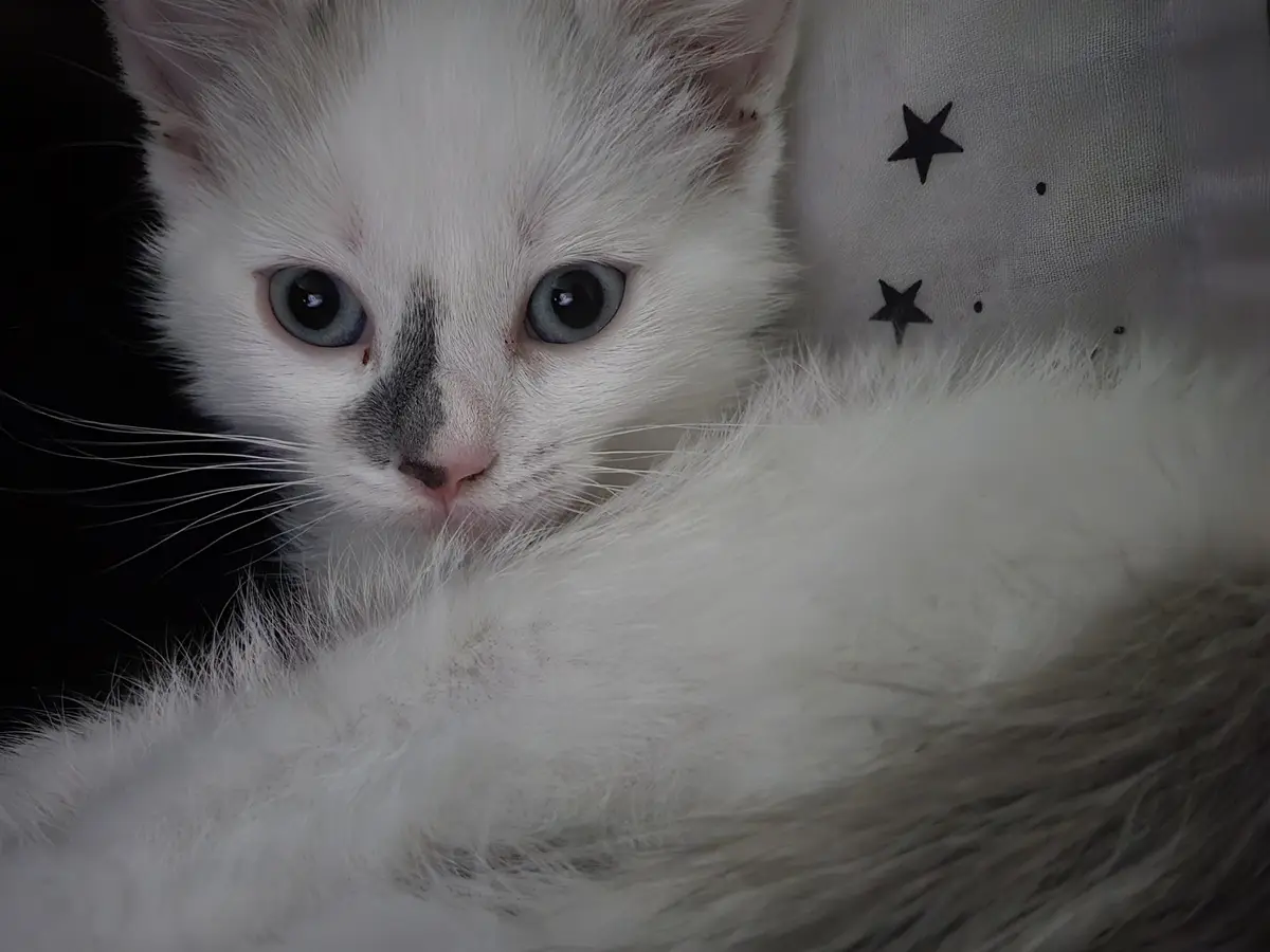 A close-up photo of a fluffy white kitten with large blue eyes and a dark grey patch on its nose, looking directly at the…