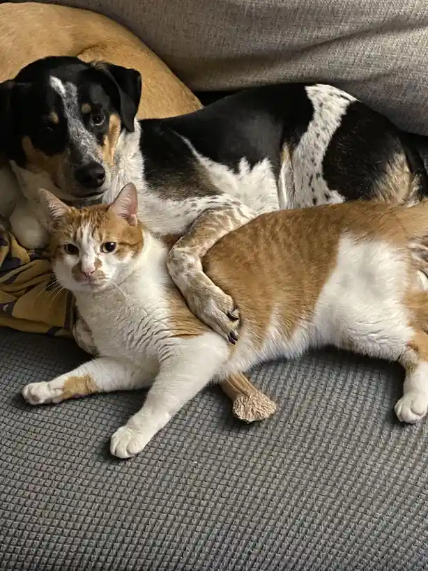 A tan and white cat lies on a gray couch, looking directly at the camera with a neutral expression, while a black, white…