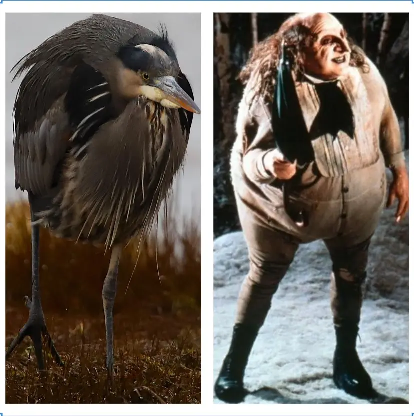 The image is split into two panels: the left shows a large grey heron standing in grass, and the right shows the character…