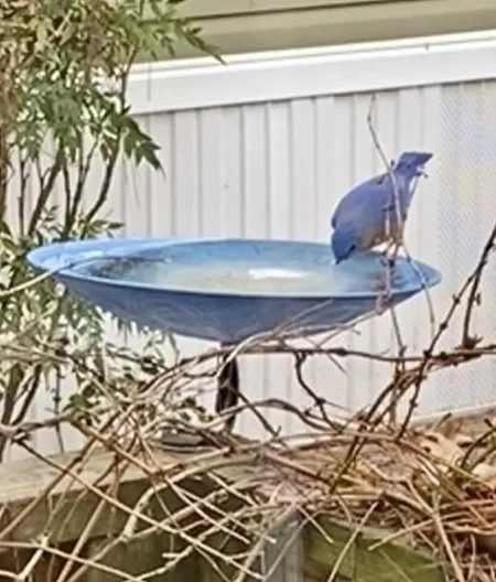 A blue bird perched on the edge of a blue bird bath, appearing to drink from it, with dry branches and green foliage in the…