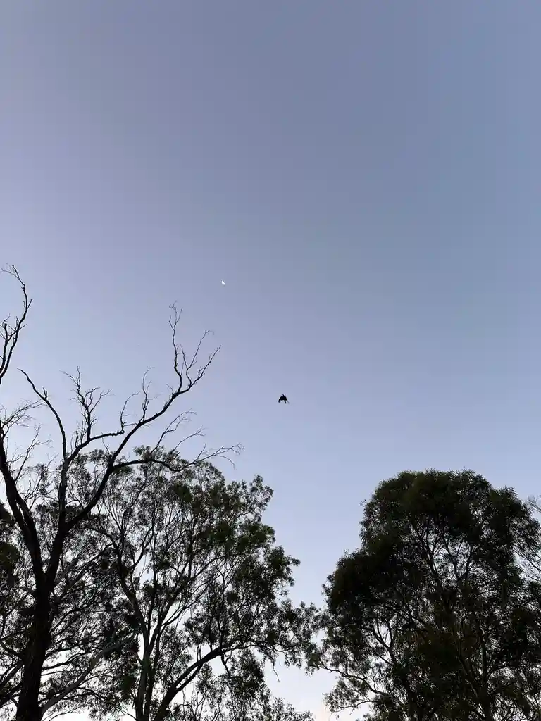 A low-angle shot shows a dark bird flying against a pale blue sky, with a crescent moon visible above it. Silhouetted tree…
