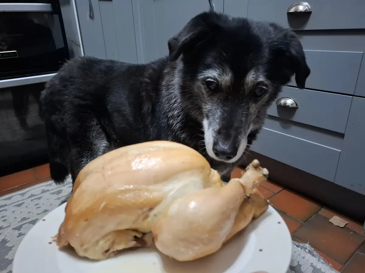 An older black and grey dog with sad, pleading eyes stares intently at a whole roasted chicken on a white plate. The dog is…
