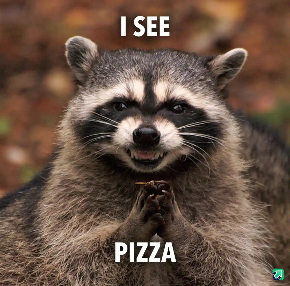A close-up photo of a raccoon with a mischievous expression, its paws clasped together in front of its chest as if in prayer…