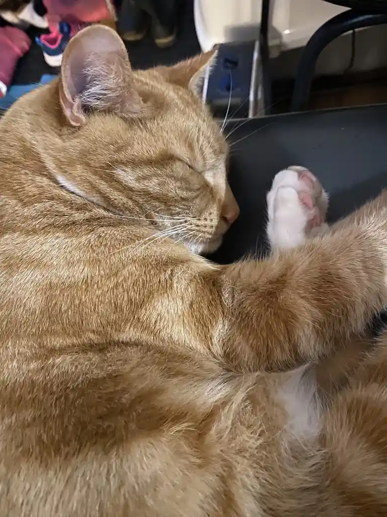 A ginger cat is sleeping soundly with its eyes closed and one paw raised, appearing very relaxed. The overlaid text reads…