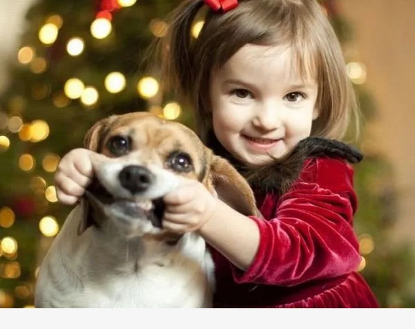 A young girl in a red velvet dress with a red bow in her hair is holding a small beagle by its ears, smiling at the camera…
