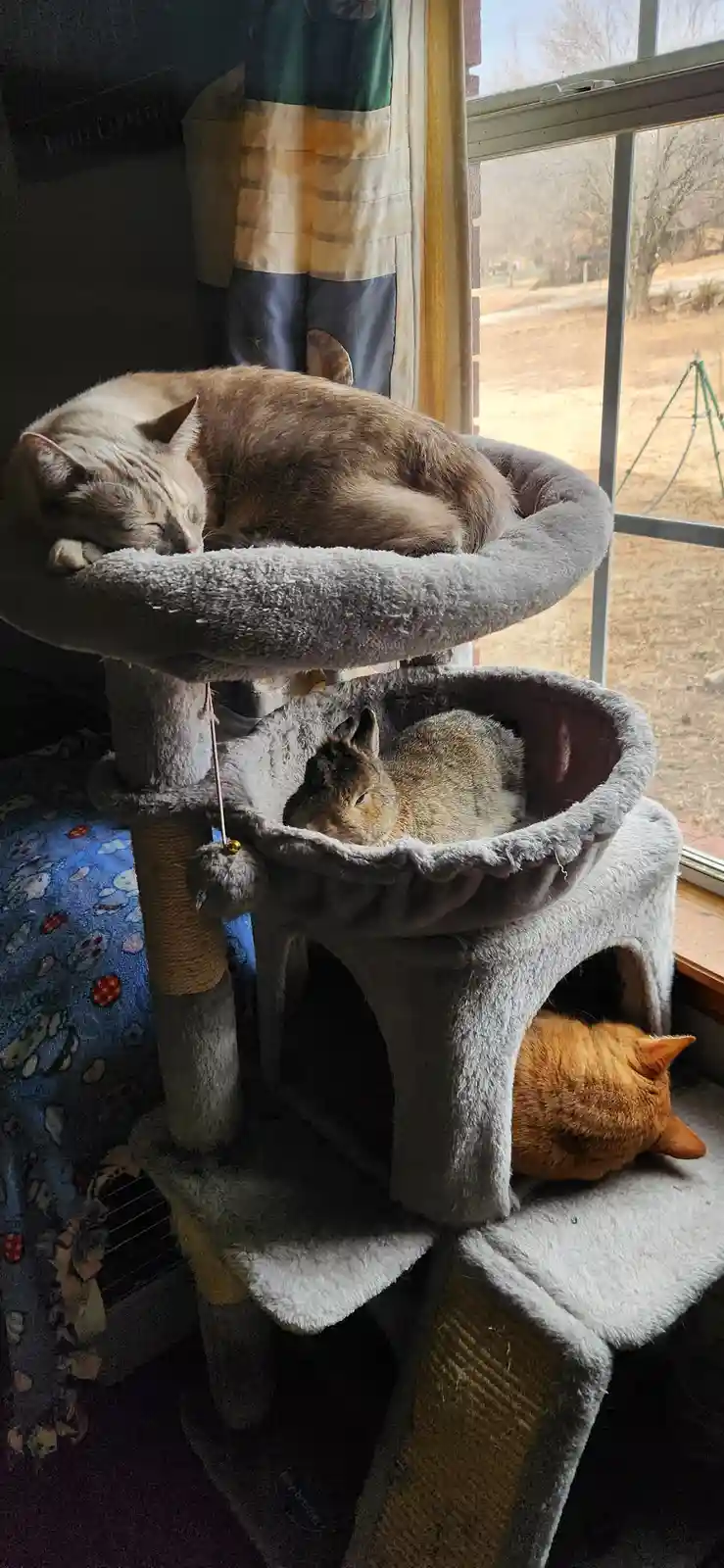 A fluffy gray cat sleeps curled up on the top platform of a multi-level cat tree, while a brown rabbit rests in the middle…