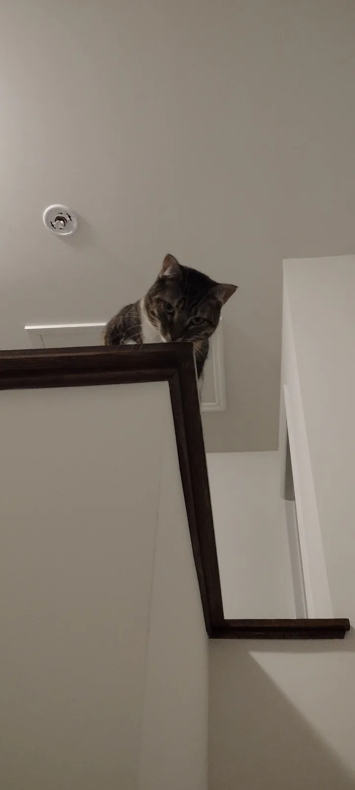 A tabby cat with a white chest sits atop a dark wooden staircase railing, looking down with a serious expression. The…