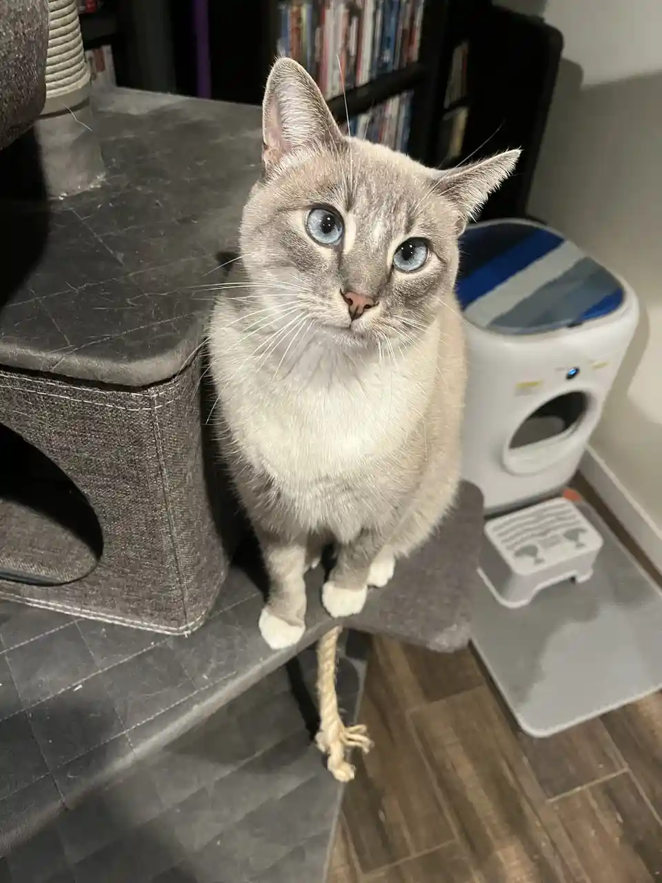 A light gray cat with striking blue eyes sits upright on a dark gray cat tree, looking directly at the camera with a serious…