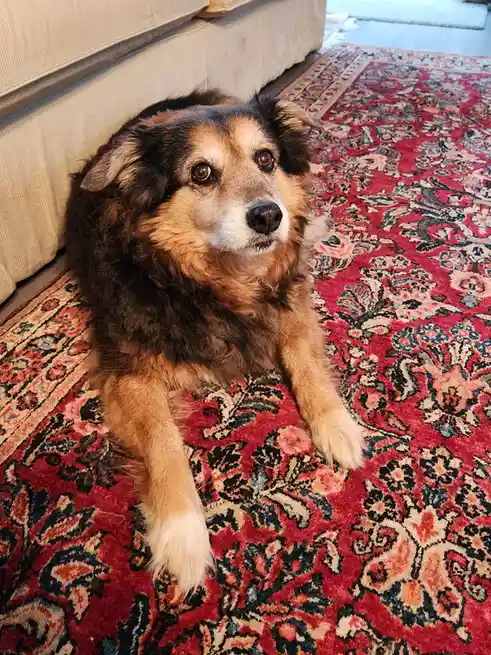 A fluffy, medium-sized dog with brown, black, and white fur lies on a red, ornate patterned rug next to a beige couch. The…