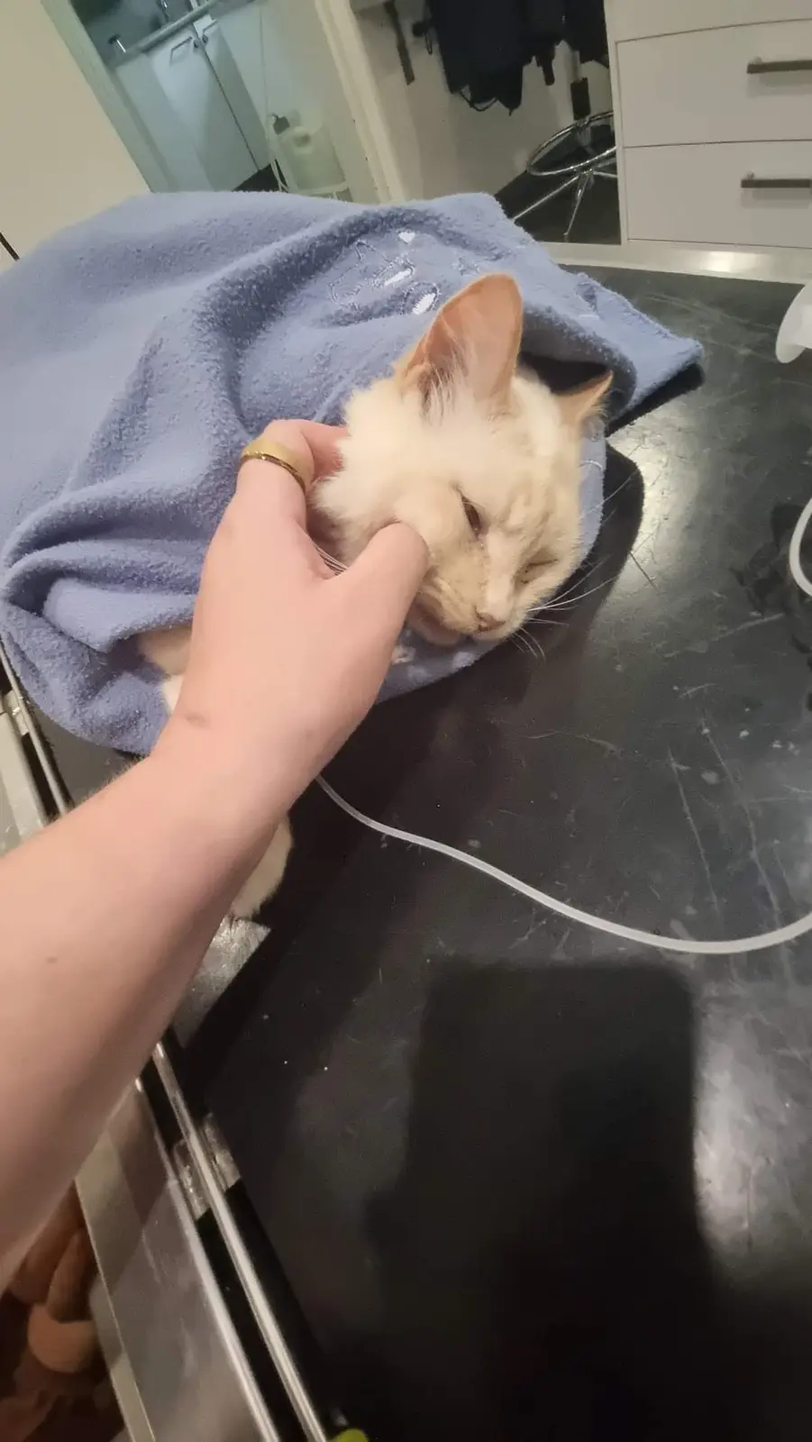 Saying Goodbye to My Beautiful Boy Mango