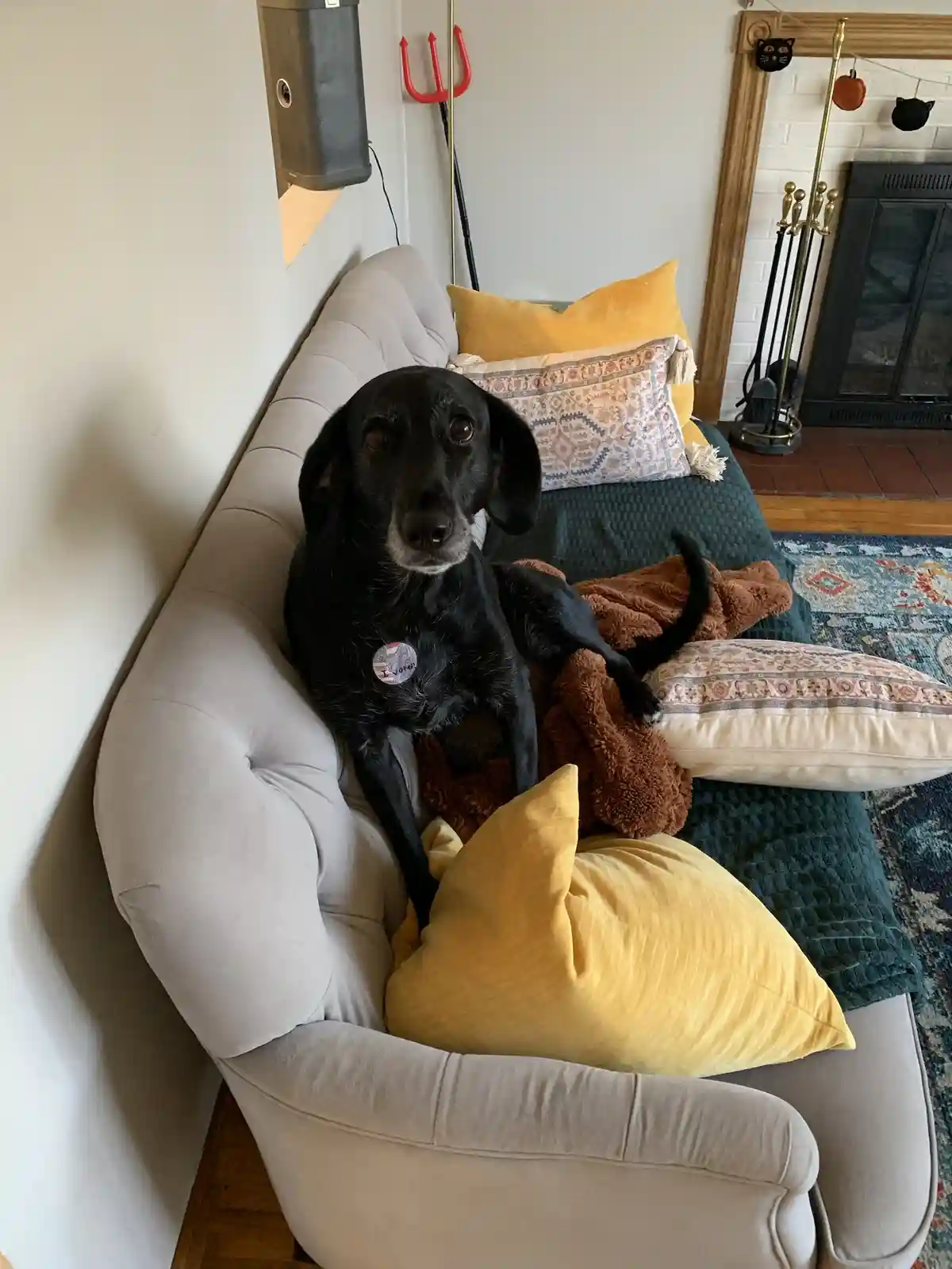 A black dog with a white muzzle sits regally on a light gray tufted couch, surrounded by yellow and patterned pillows and a…