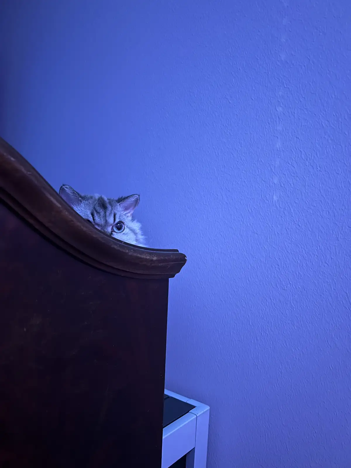 A small tabby cat with wide blue eyes peeks over the top of a dark wooden headboard against a blue wall. The cat's…