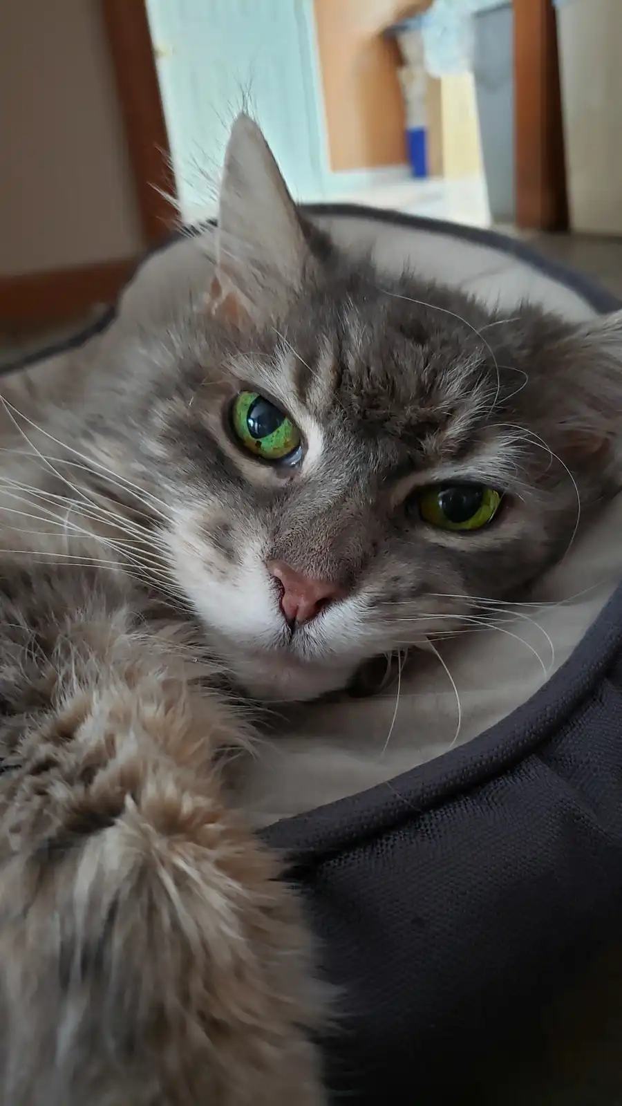 A close-up photo of a fluffy gray tabby cat with striking green eyes, lying in a dark gray pet bed and looking directly at…