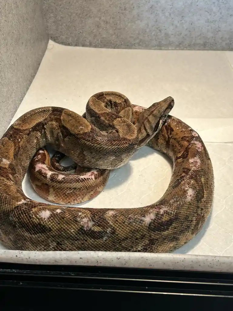 A large, coiled snake with brown and tan scales and visible patches of shedding skin rests on a white paper surface inside a…