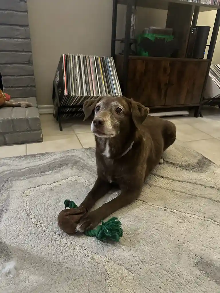 A brown dog with white markings on its face and chest lies on a gray rug, holding a green rope toy in its front paws. The…
