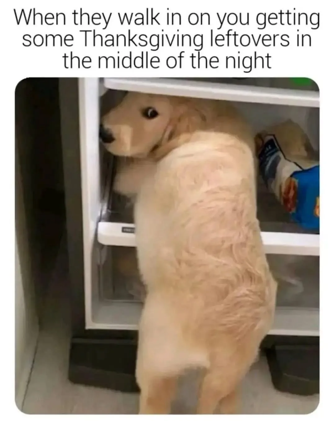 A golden retriever is standing upright on its hind legs inside an open refrigerator, looking out with a pleading expression…