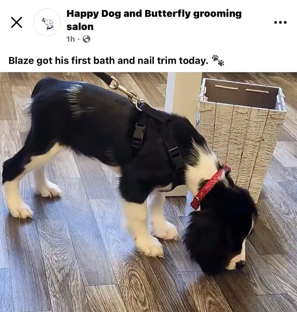 A black and white dog named Blaze, wearing a red collar and black harness, is standing on a wooden floor with his head down…
