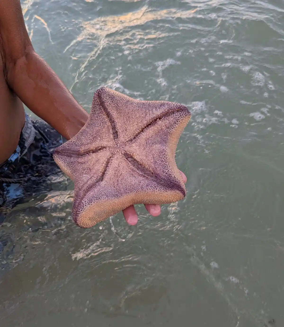 A person's hand holds a large, purple and beige starfish with a bumpy texture, partially submerged in shallow, rippling…