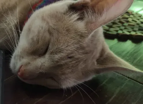 a close-up of a light-colored cat sleeping peacefully with its eyes shut and head resting on a wooden surface, overlaid with…