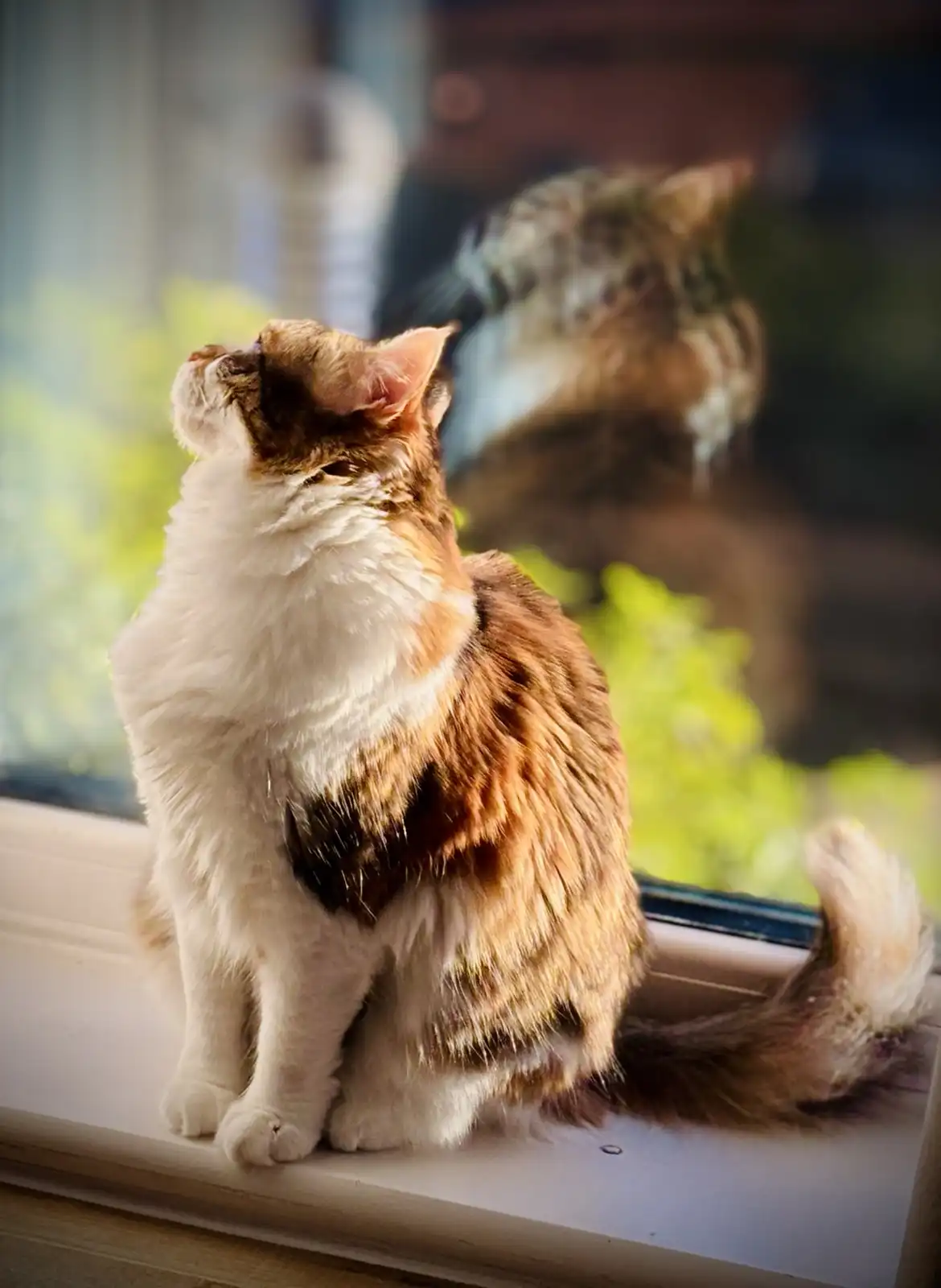 A fluffy calico cat sits on a windowsill, gazing upward with its head tilted, while its blurry reflection is visible in the…