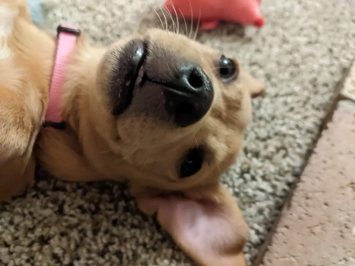 A light brown dog wearing a pink collar lies on its back on a carpeted floor, looking up at the camera with its mouth…