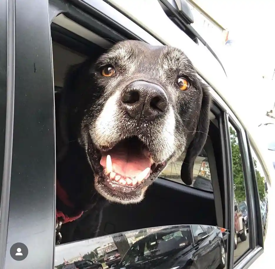 A close-up photo shows a black dog with white muzzle fur and brown eyes, its head sticking out of a car window with its…