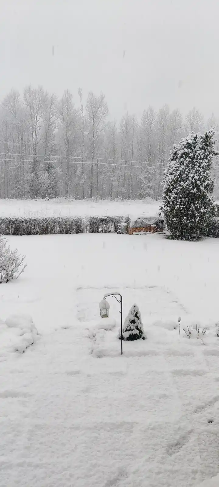 A snowy outdoor scene shows a garden blanketed in fresh snow, with a small evergreen tree, a decorative lantern, and a hedge…
