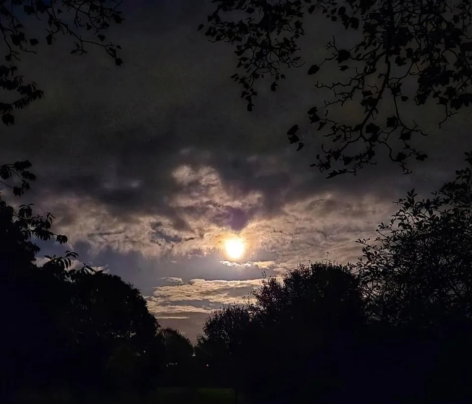 A nighttime photo shows a bright moon partially obscured by clouds, framed by dark silhouettes of tree branches and foliage…