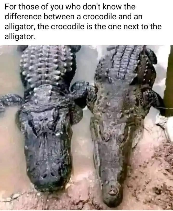 Two large reptiles, one with a broad, rounded snout and the other with a narrower, pointed snout, are shown side-by-side in…