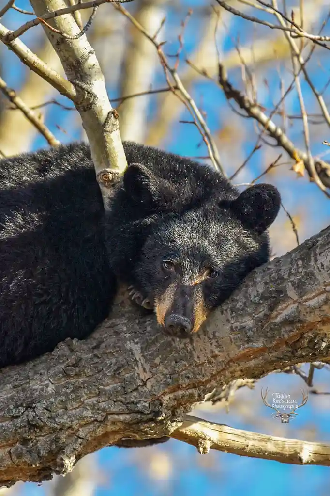 That Time I Spotted a Sleepy Black Bear in a Tree!
