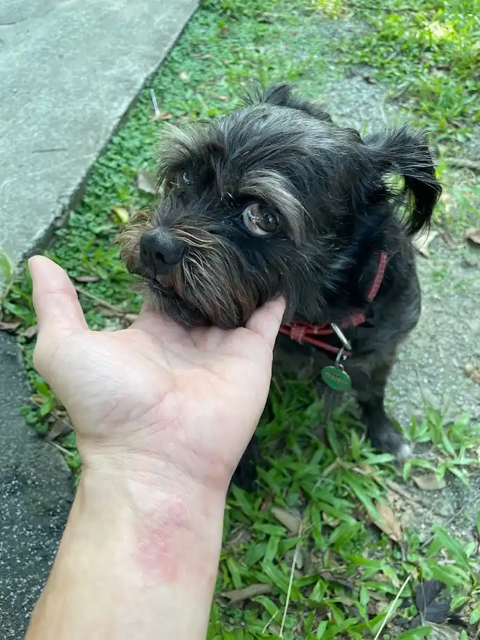 The Wisdom of an Old Dog