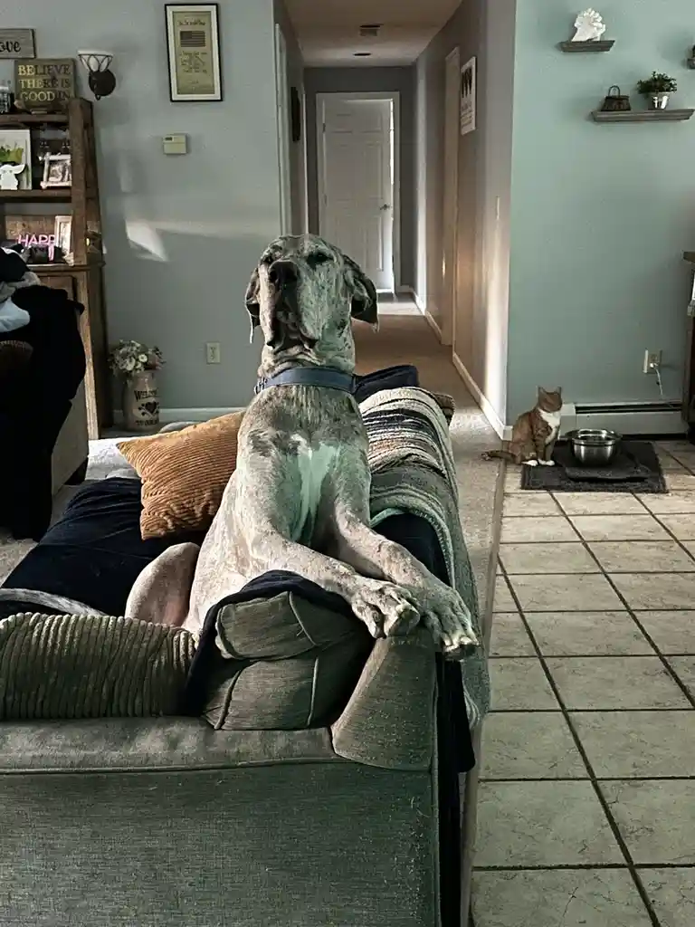 A large, spotted dog sits regally on a green couch with its front paws resting on the armrest, looking upward with a bored…