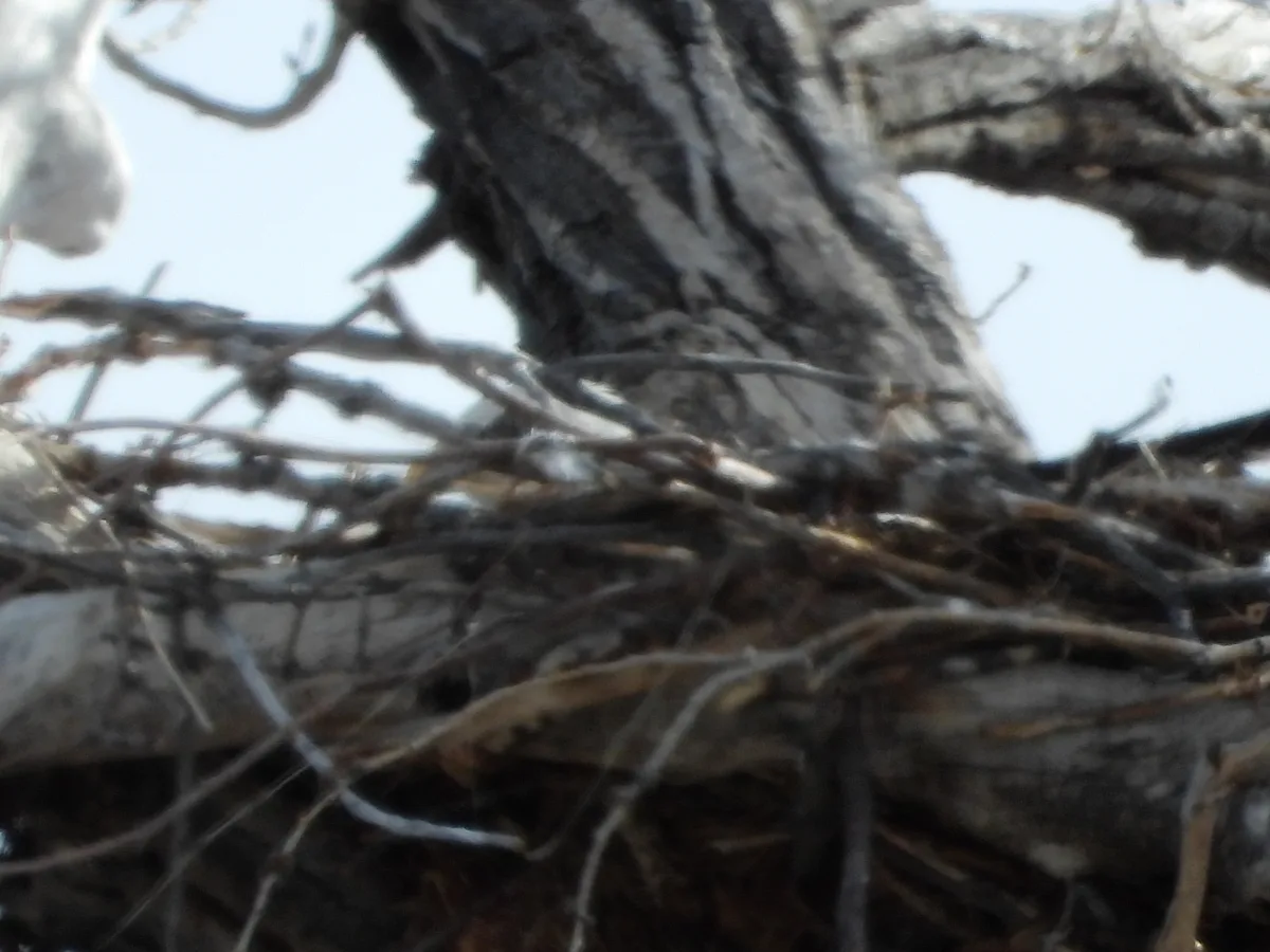A blurry, low-resolution photo shows a tangled mass of bare tree branches and twigs against a pale sky, with a large…