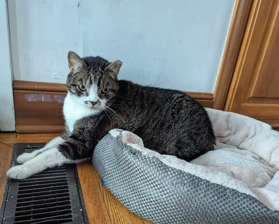A tabby and white cat with a grumpy expression lies partially in a grey pet bed and partially on a black floor vent, looking…