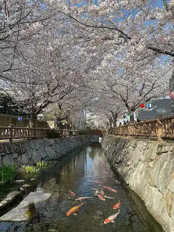 A serene photo of a canal lined with stone walls and wooden railings, flanked by cherry blossom trees in full bloom under a…
