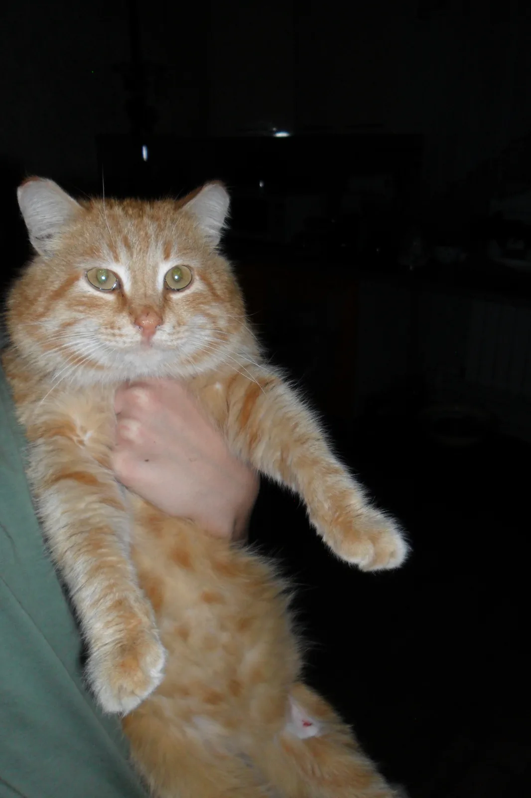 An orange tabby cat is being held upright by a person's hand, looking directly at the camera with wide, unblinking eyes. The…