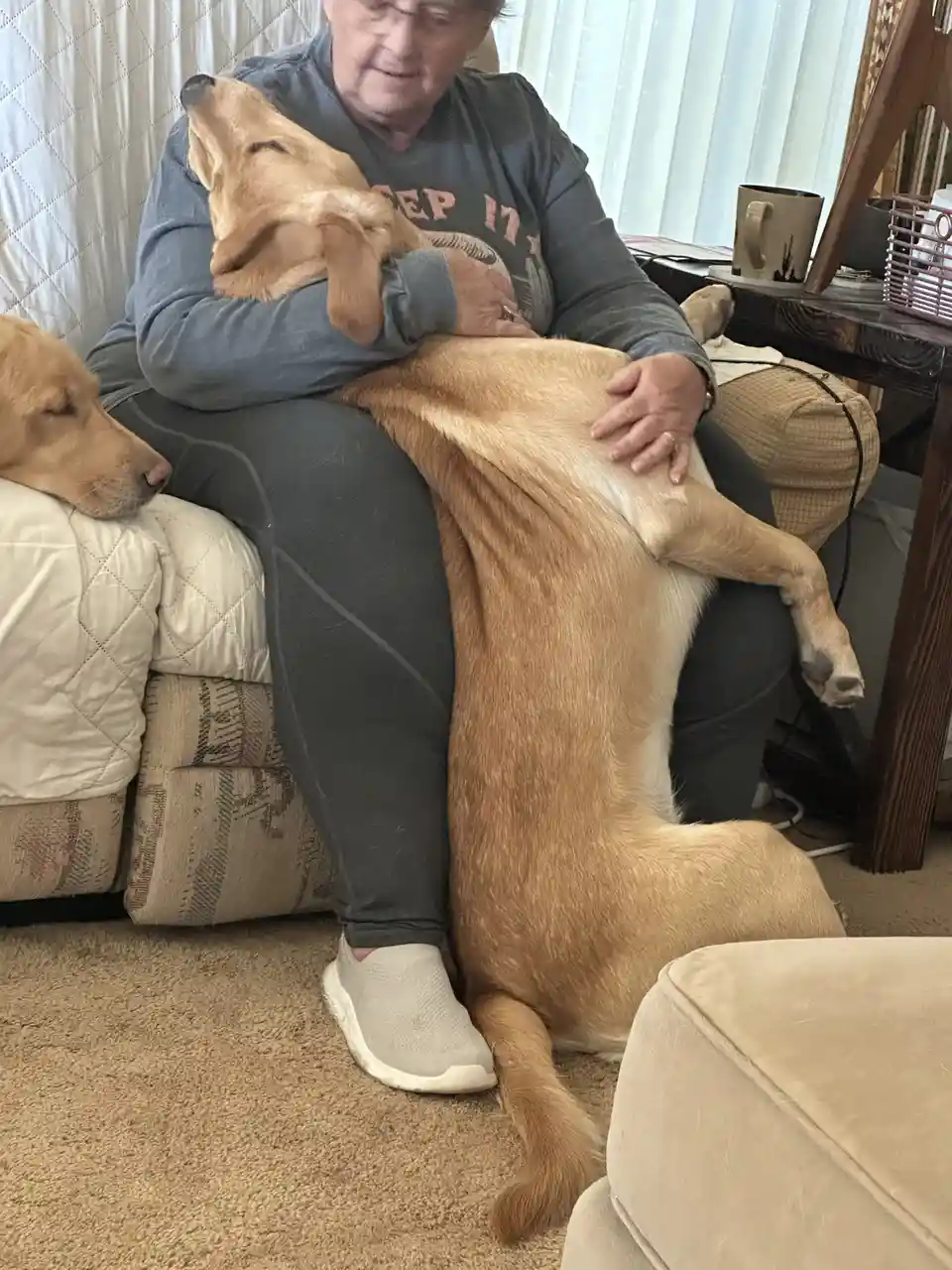 An older woman sits on a couch, cradling a large yellow Labrador that is lying on its back with its legs up, appearing very…