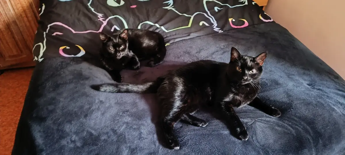 Two black cats are lounging on a dark blue plush blanket atop a bed with a black duvet cover featuring colorful cat…