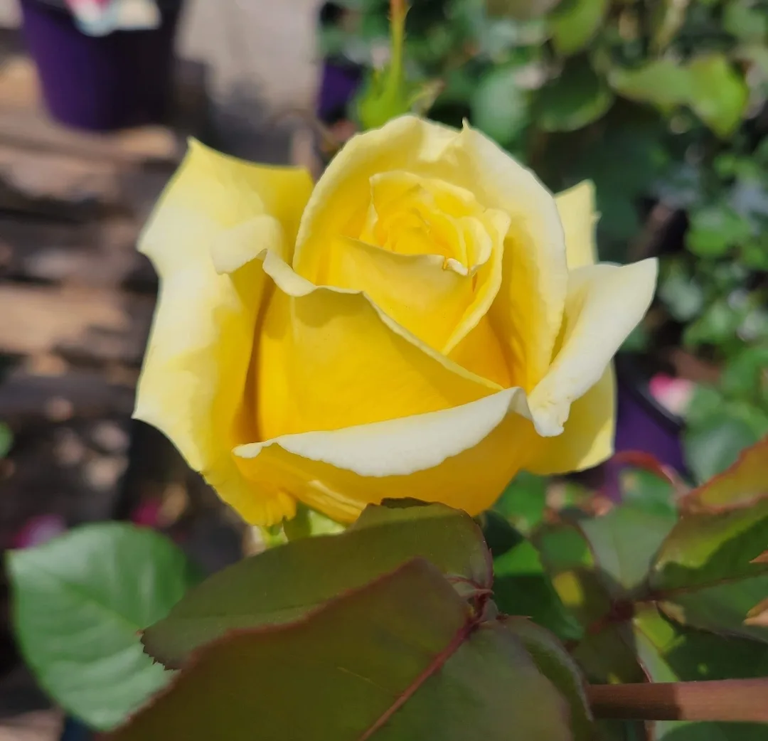 A close-up photograph of a vibrant yellow rose with white-tipped petals, surrounded by green leaves and a blurred garden…