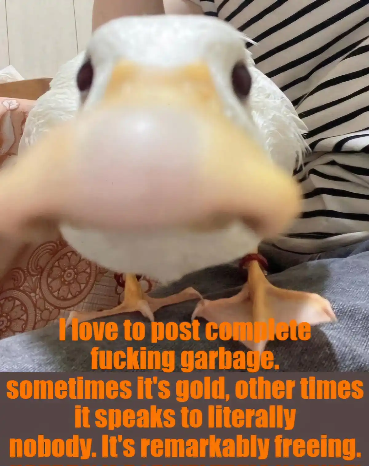 A close-up photo of a white duck with a large, blurry beak dominating the foreground, perched on someone's lap. The person…