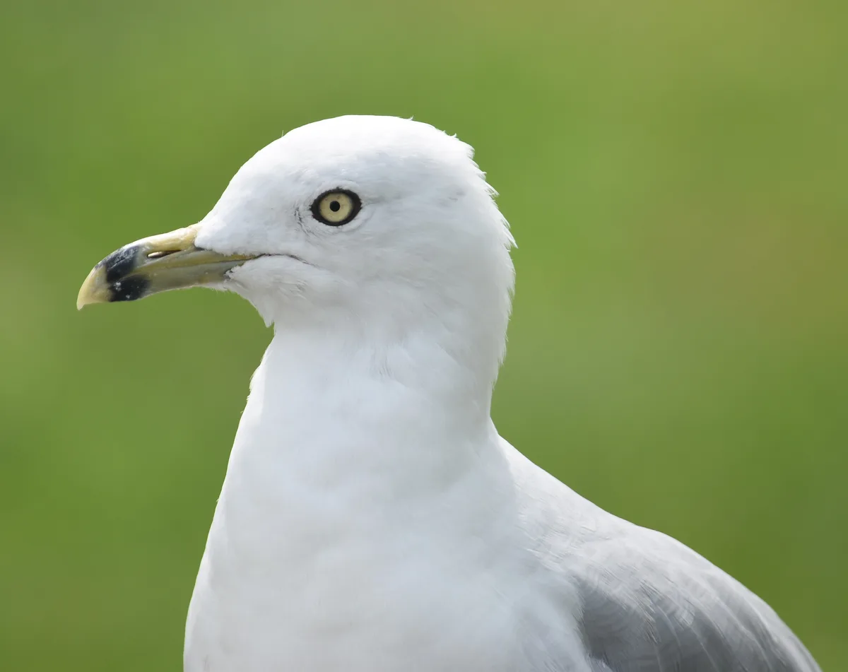 A close-up photo of a white seagull with a yellow beak and eye, looking slightly to the side against a blurred green…
