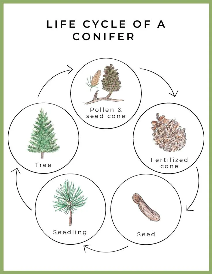An educational diagram illustrating the life cycle of a conifer with five circular stages: 'Tree', 'Seedling', 'Seed'…