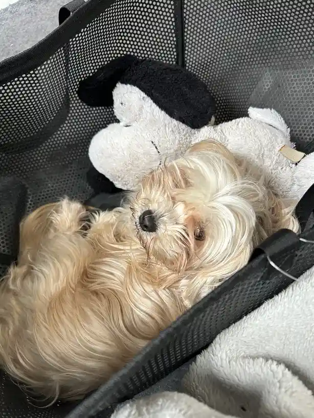 Meet the Mop Dog: The Ultimate Cuddle Companion