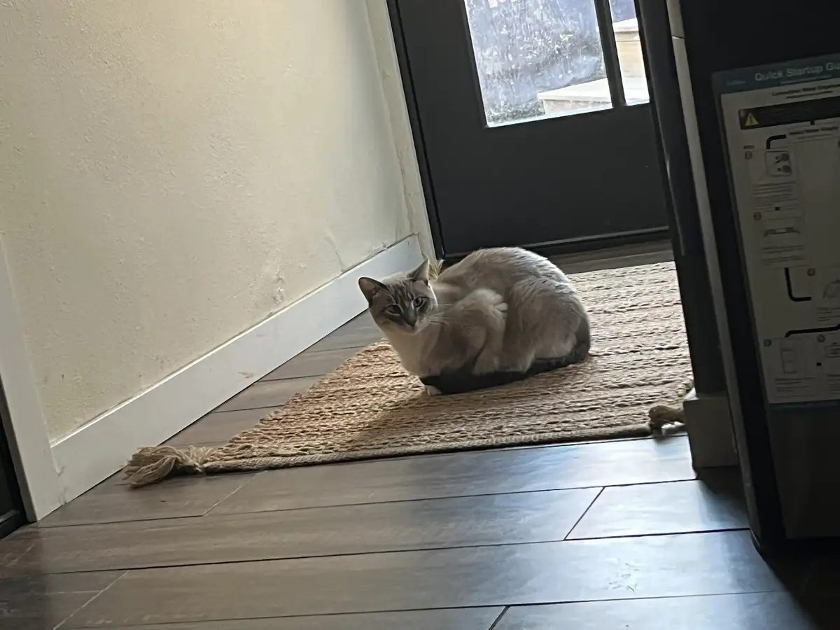 A light-colored cat with dark points sits curled up on a woven doormat at a doorway, looking directly at the camera with a…