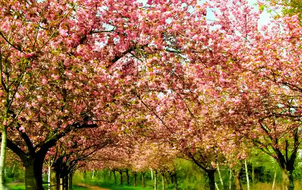 A vibrant photo of a pathway lined with cherry blossom trees in full pink bloom, creating a canopy overhead. The image is…