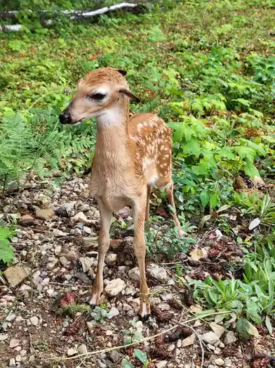 A small, wet fawn with white spots stands in a green, rocky forest floor, looking slightly sad or tired. The overlaid text…